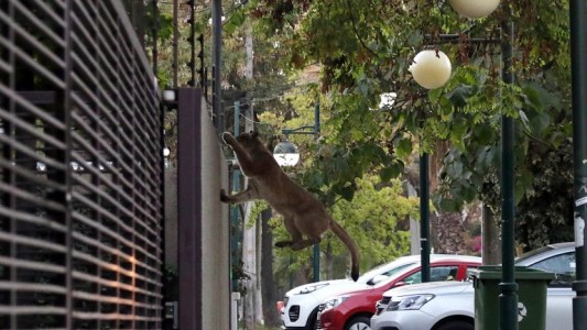 Tras el toque de queda nocturno, apareció un puma paseando por las calles Santiago de Chile