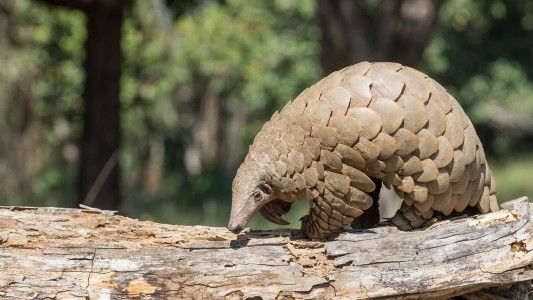El pangolín, otra vez en la mira: científicos creen que es el responsable del brote de coronavirus