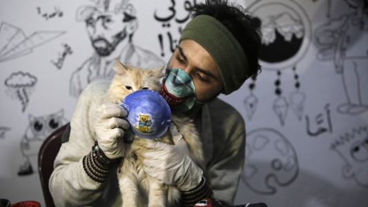 Alertan por el uso de detergente e hidrogel para desinfectar a perros y gatos
