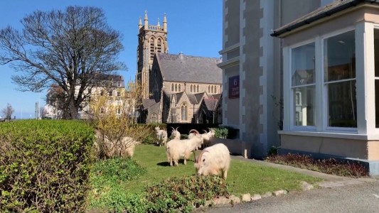 Coronavirus: Cabras invaden un pueblito en cuarentena