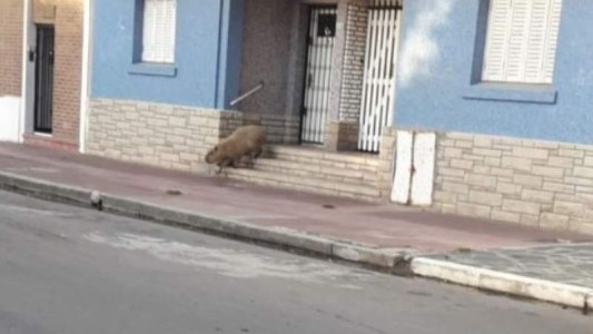 Fotos: apareció un enorme carpincho caminando por las calles de Necochea