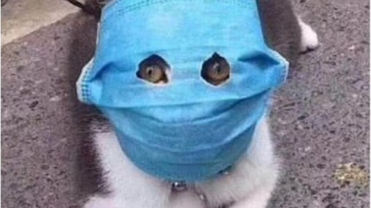 Estudios de científicos chinos indican que el coronavirus infecta a los gatos