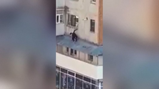 Coronavirus: Un amor al que no lo frenan ni las multas por la cuarentena