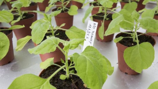 Hacen público el genoma de una planta ligada al tabaco que podría servir para la vacuna contra el coronavirus