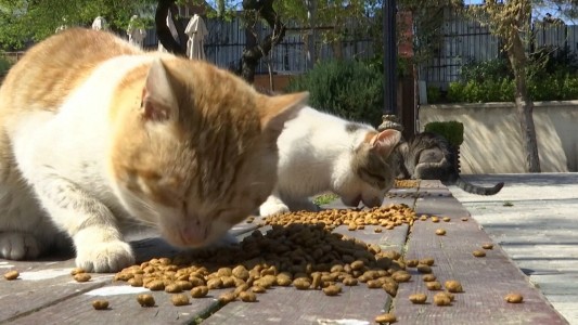 Coronavirus: Asistencia alimentaria para gatos callejeros
