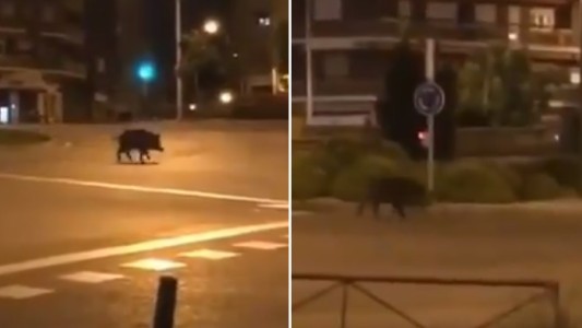 Video: un jabalí se paseó por las calles de Madrid