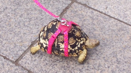 Multada por sacar a pasear a su tortuga