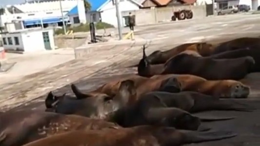 El lado b del coronavirus: los lobos marinos se pasearon por las calles del puerto de Mar del Plata