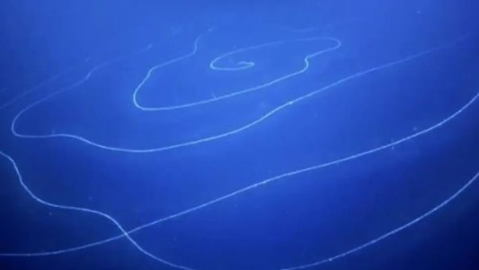 Océano índico: filmaron al segundo animal más largo del mundo