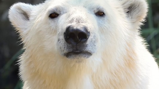 Pandemia: zoológico alemán considera sacrificar animales para alimentar a otros