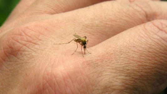Preocupación porque se disparan los casos el dengue: "La situación es seria", dijo Ginés