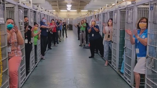 Video: así festejaron que todos los animales de un refugio fueron adoptados