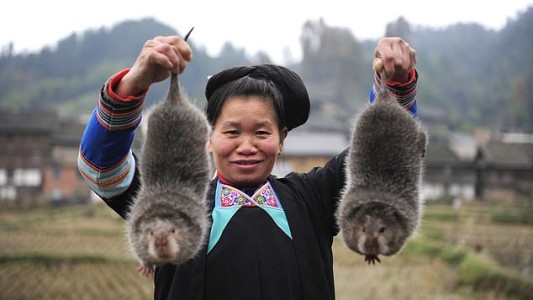 Las ratas "nutritivas" que comían en China como plato gourmet antes de la pandemia de coronavirus