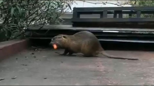 La historia de "Luchito", el roedor gigante que apareció en una casa de La Boca