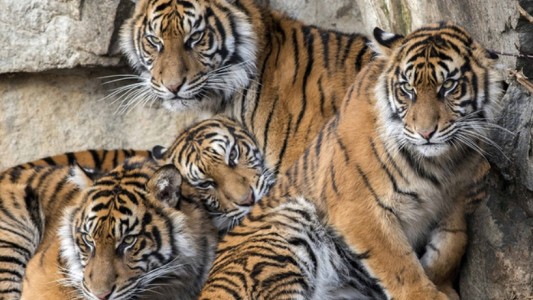 Coronvirus: luego de que un empleado del zoo contagiara a una trigresa, otros siete felinos dieron positivo