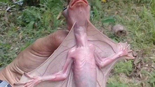 La historia detrás del video del lemur volador que causó pánico en las redes sociales