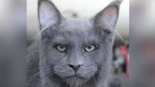 El gato con rostro humano que se volvió viral en las redes sociales