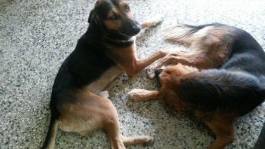 #AmoresPerros : la historia de amor de dos perros en San Juan