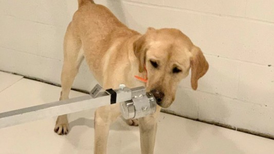 Entrenan a perros para que detecten a personas con coronavirus