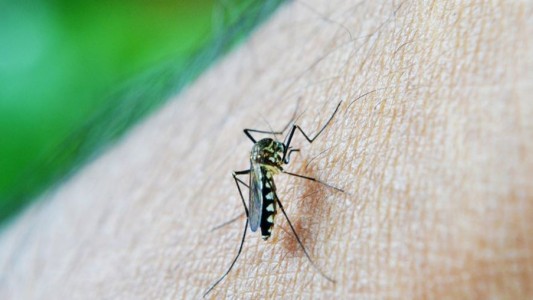 Hay más de 5.900 casos de dengue confirmados en la Ciudad y no descartan un aumento