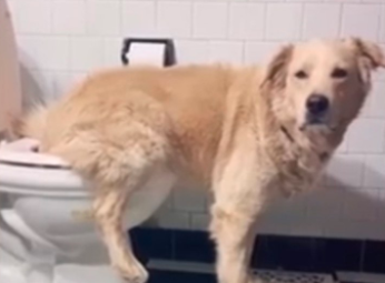 El viral del año: el increíble perro que usa el inodoro como un ser humano