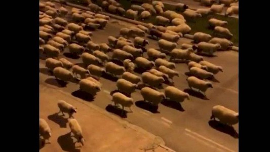 El lado b del coronavirus: miles de ovejas invadieron una ciudad turca