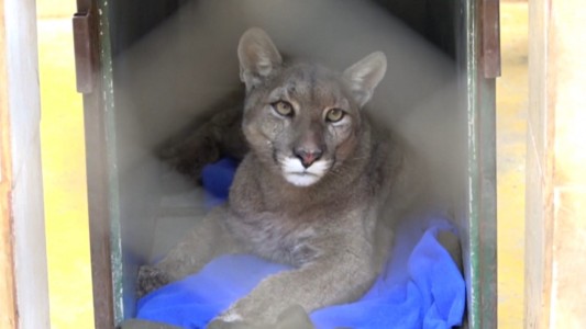 Coronavirus: tercer puma suelto en Santiago de Chile