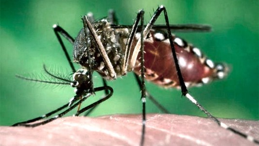 El brote de dengue podría ser 10 veces superior a años anteriores
