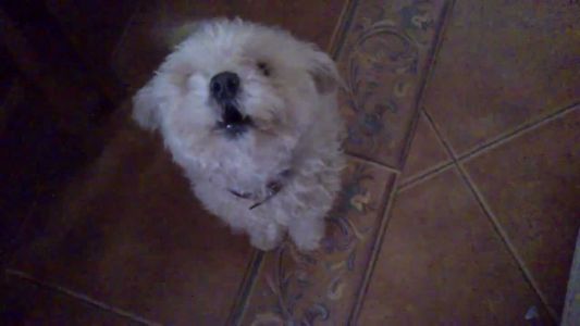 Por los ladridos de su caniche, la agredió una vecina y perdió la visión de un ojo