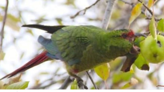Fotografían por primera vez en el país un loro choroy, una especie muy inteligente
