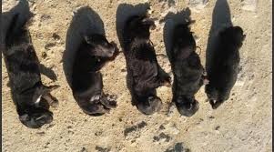 Lo detuvieron mientras mataba a golpes a cinco perritos recién nacidos