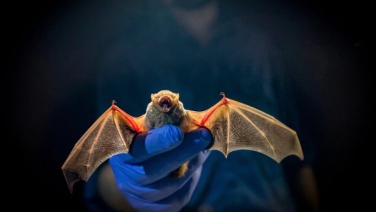 Otro coronavirus hallado en murciélagos demuestra que el Covid-19 no fue creado en laboratorio