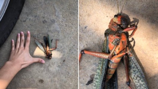 "Explíquenme qué es": halló un enorme insecto en su patio