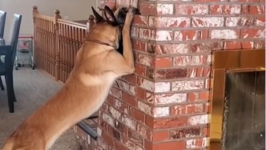 Video: el increíble perro que juega a las escondidas con una nena