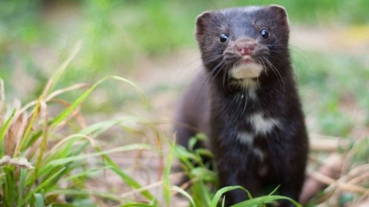 Coronavirus: Holanda alerta sobre posible contagio de un visón a un hombre