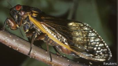 Estados Unidos se prepara para recibir la invasión de millones de cigarras