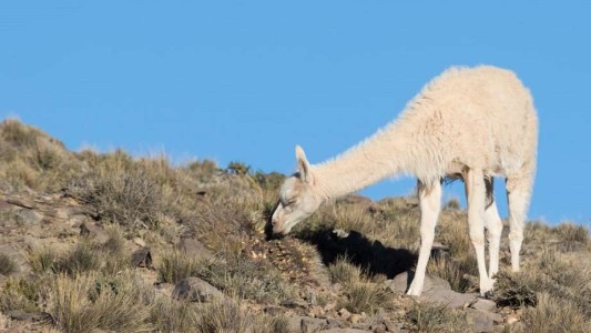 Rareza genética: un guanaco albino reapareció en una reserva mendocina