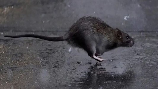 Alarma en Estados Unidos: por la falta de comida en las calles, las ratas están más agresivas y recurren al canibalismo