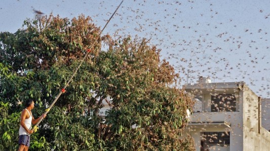 India sufre la peor invasión de langostas de los últimos 30 años