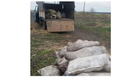 Robaron 900 kilos de zapallos de una quinta y contrataron un flete para trasladarlos