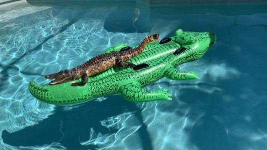 Un cocodrilo sobre un cocodrilo inflable: lo encontraron en la casa que alquilaron