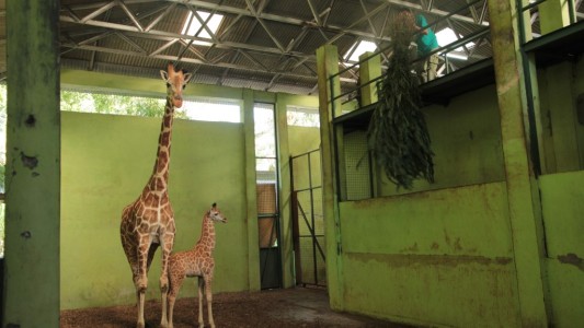 En plena pandemia, nació la jirafa Corona
