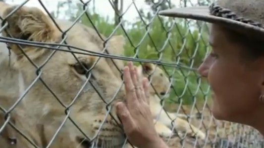 Leones dejaron grave a cuidadora en un zoo donde un cocodrilo ya había atacado a un entrenador