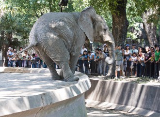 Cuál será el destino de los animales del Zoo porteño