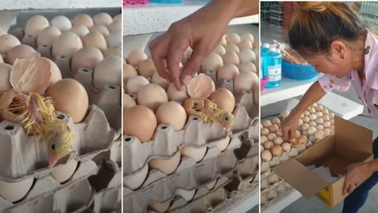 Video: nació un pollito cuando estaban a punto de vender el huevo