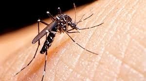 Dengue: ya se superó el máximo registro histórico