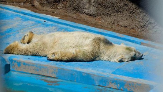 Greenpeace: "Arturo deber marcar el fin de los animales en cautiverio para fines comerciales"