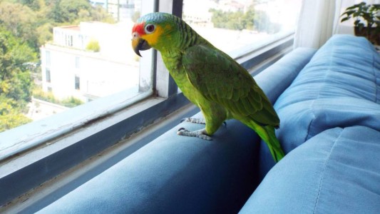 Contrataron a una nena como empleada doméstica y la mataron porque se le escapó un loro