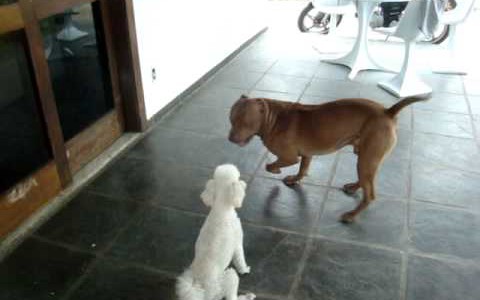 Denunció que la vecina mató de un "hachazo" a su perro pitbull porque le comió el caniche toy