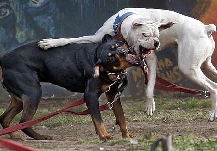 Una anciana murió al ser atacada por dos perros rottweiler